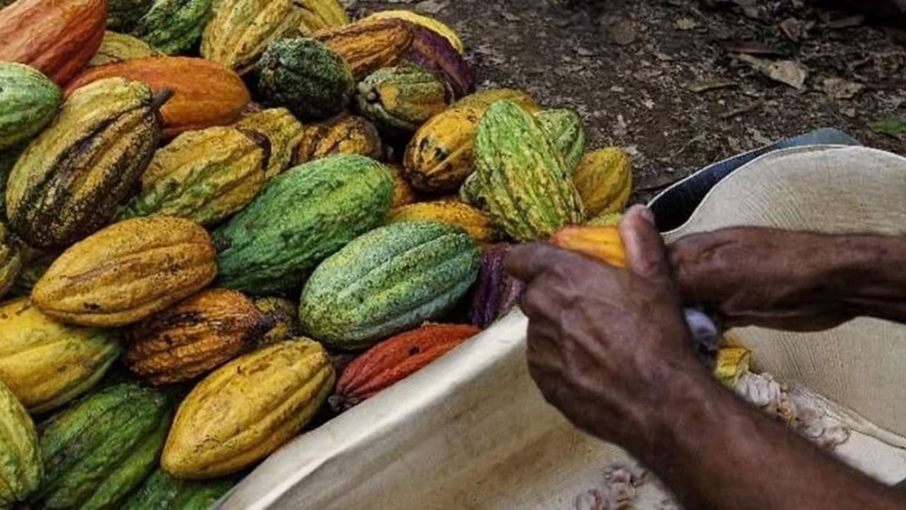 Punta Cana: Higuey, Coffee and Cocoa Tasting Tour with Lunch — Guided tour and outdoor activity