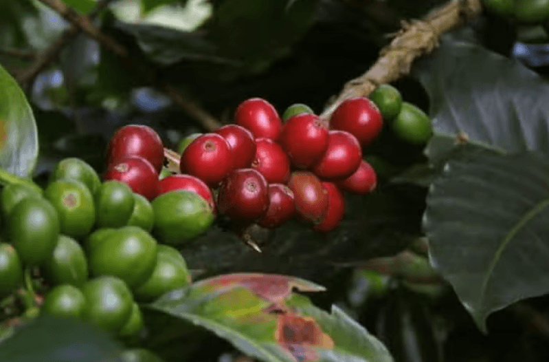 Viñales Coffee Tour — Guided tour and outdoor activity