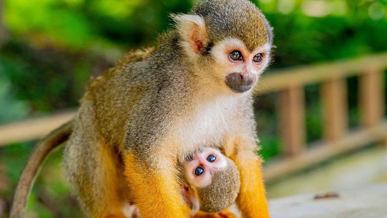 Punta Cana: Monkeyland and Plantation Tour — Guided tour and outdoor activity