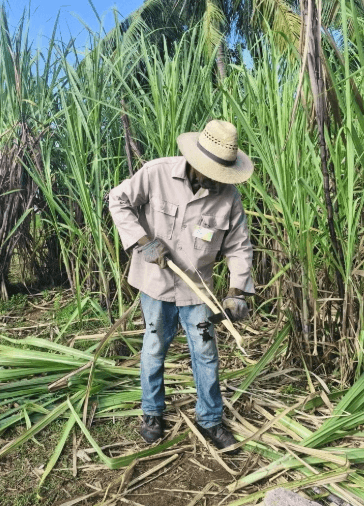 Tobacco, Rum and Sugar Tour — Guided tour and outdoor activity