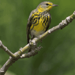 El Limón: Ziplining Adventure — Guided tour and outdoor activity