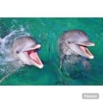 Punta Cana: Dolphin Explorer Swims and Encounters — Guided tour and outdoor activity