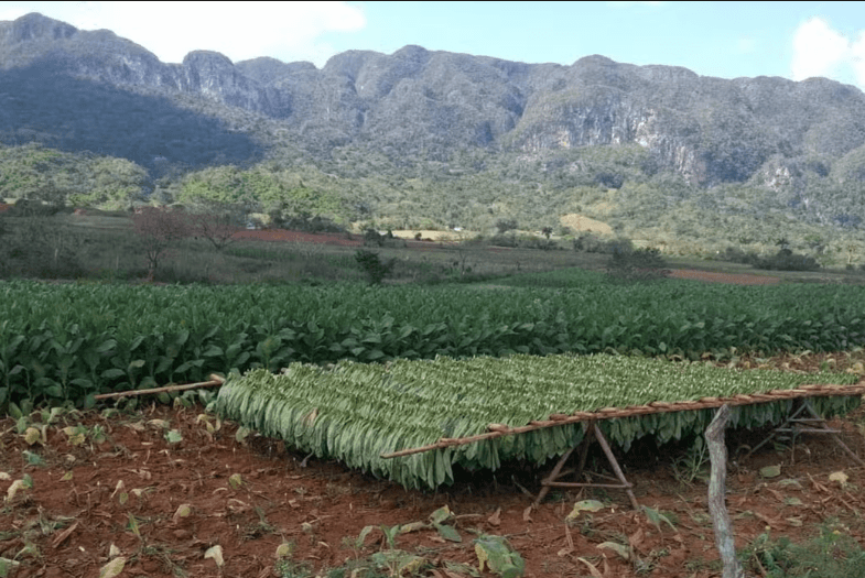 Viñales Tobacco Tour — Guided tour and outdoor activity