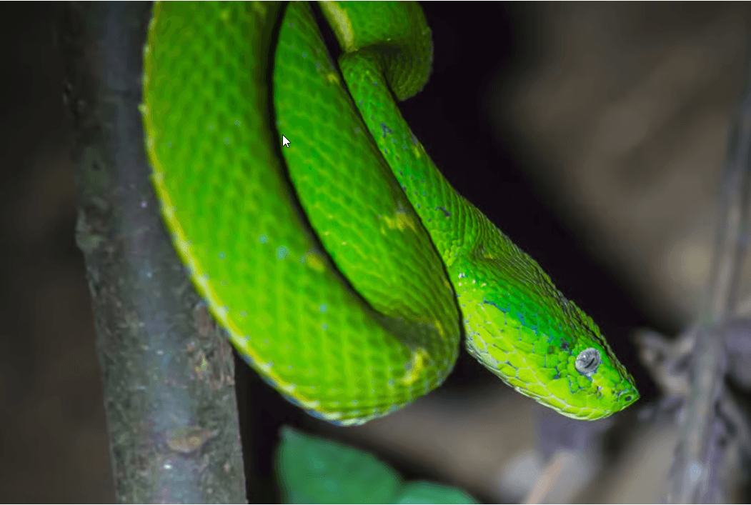Monteverde: Kinkajou Forest Night Walking Tour — Guided tour and outdoor activity