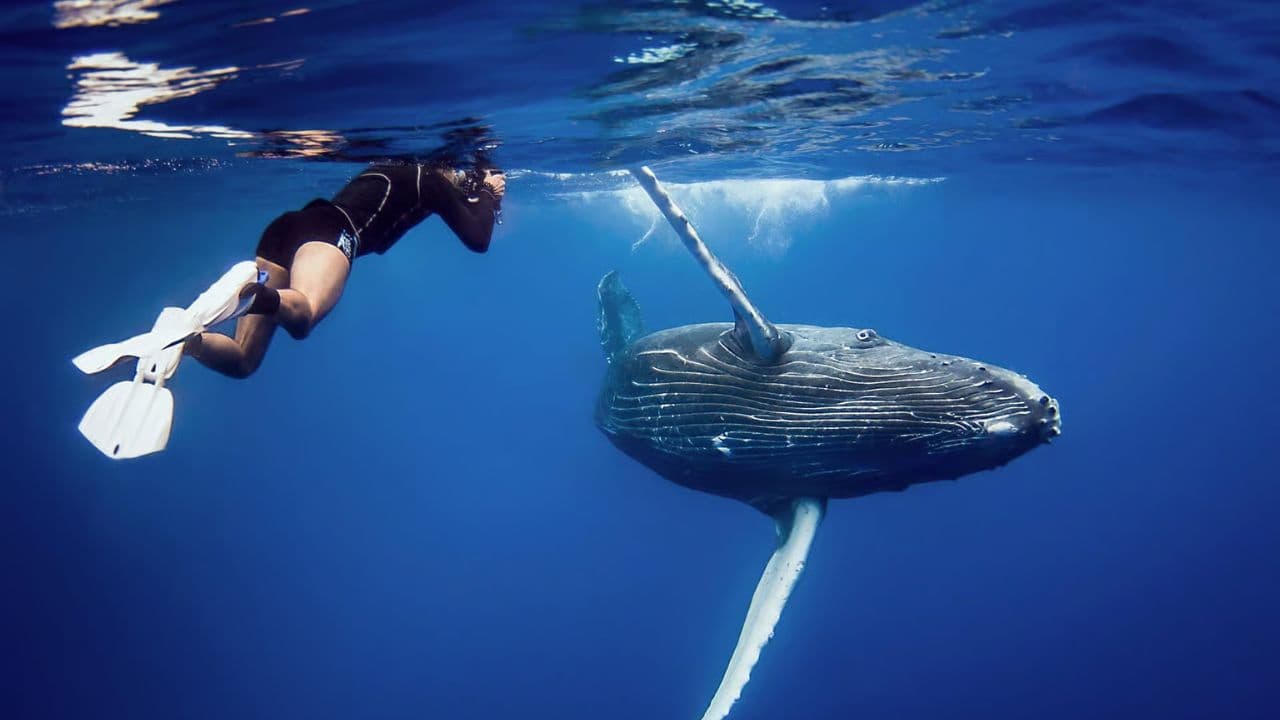 Half-Day Whale Watching Tour in Miches – Unforgettable Marine Adventure — Guided tour and outdoor activity