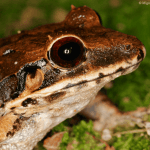 Los Haitises Night Hike In The Rainforest — Guided tour and outdoor activity