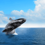 Punta Cana: Samaná Tour with Horse Ride, Cruise, and Lunch — Guided tour and outdoor activity
