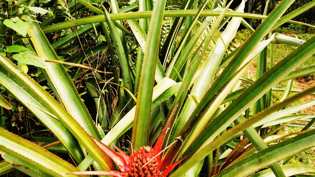 Puerto Plata Trekking - Experience of Nature and Folklore — Guided tour and outdoor activity
