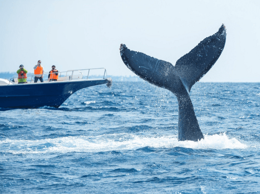 How Humpback Whales Communicate in Samaná Bay - Visita Haitises Guide