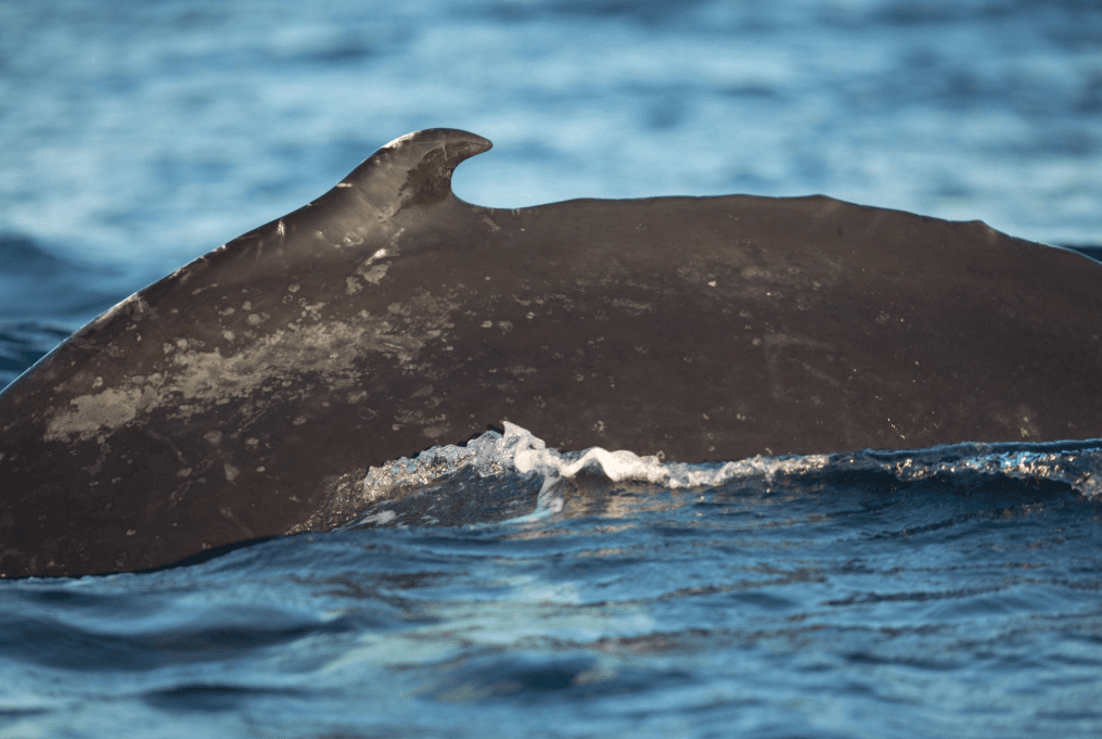 How Long Can Humpback Whales Stay Underwater?