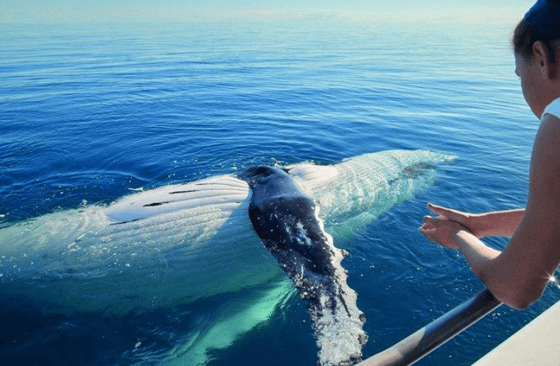 Comment identifier les baleines à bosse dans la baie de Samaná - Visita Haitises Guide