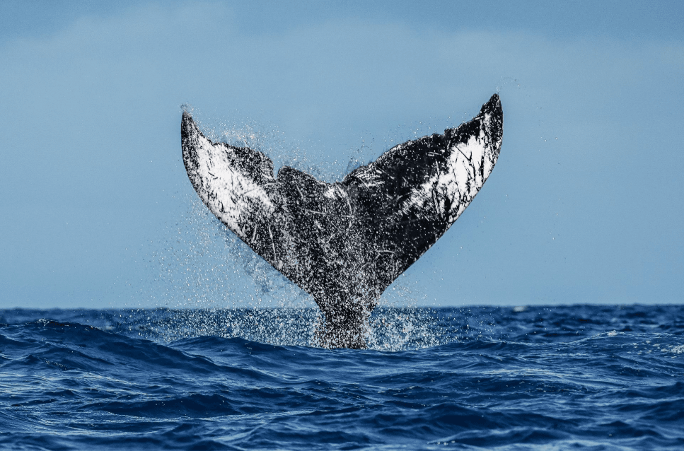 Samaná vs. Miches Whale Watching: Key Differences - Visita Haitises Guide