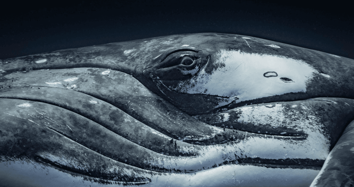 Why Do Humpback Whales Slap Their Tails in Samaná Bay?