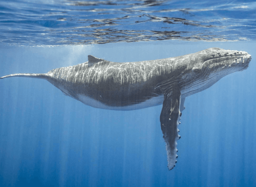 Comment les scientifiques mesurent les taux de répétition des chants des baleines à bosse - Visita Haitises Guide
