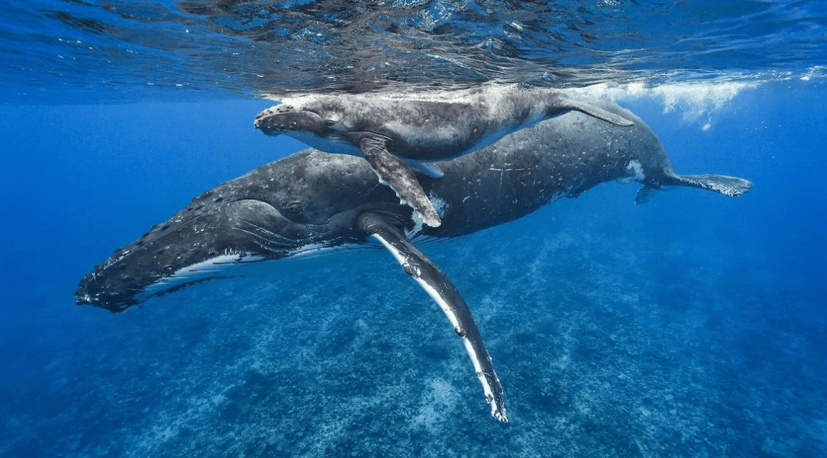 Que porter pour observer les baleines à Samaná (Guide 2027) - Visita Haitises Guide
