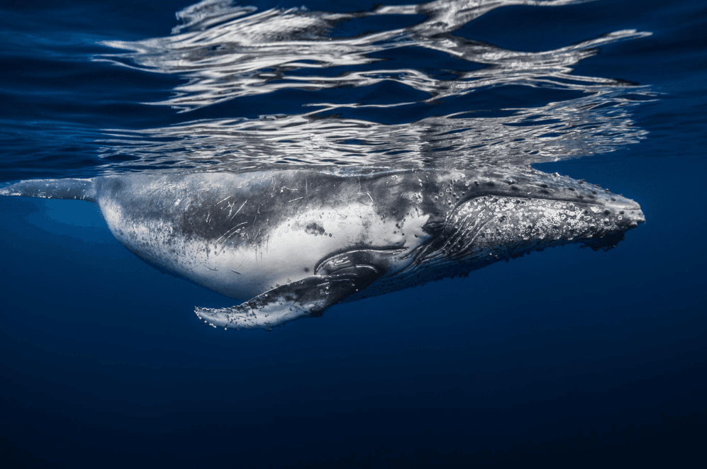 How Scientists Compare Individual Humpback Whale Songs