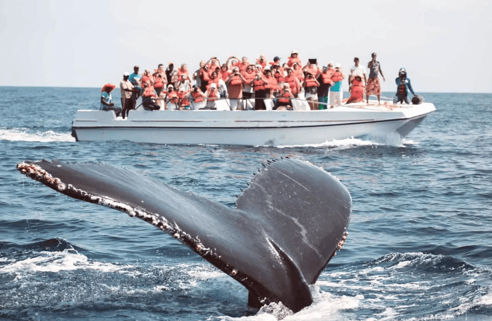 Samaná Whale Watching 2027: guida completa per i visitatori