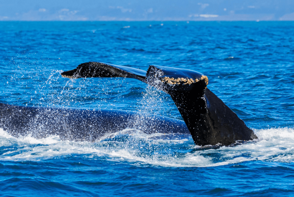 How Boat Noise Affects Whale Communication in Samaná Bay