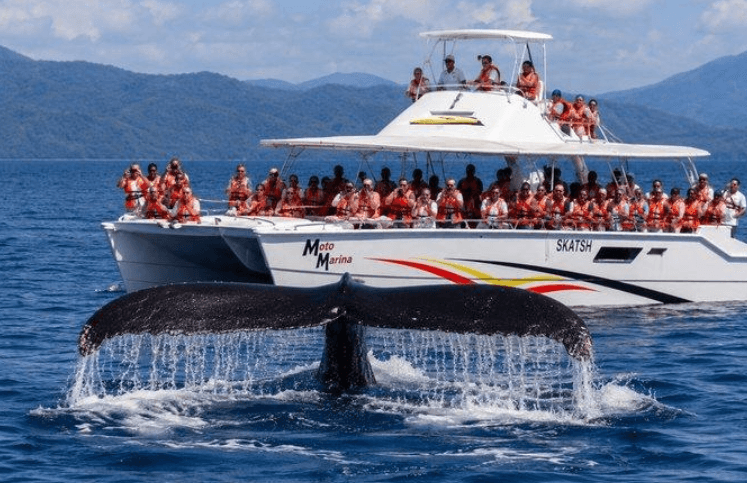 Samaná Whale Watching 2027: stagione, tour e suggerimenti