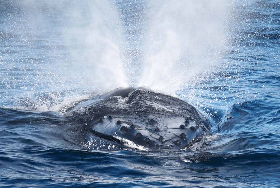 How Scientists Track Whale Movements in Samaná Bay