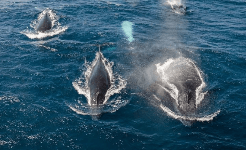 How Long Do Humpback Whales Stay in Samaná Bay? - Visita Haitises Guide