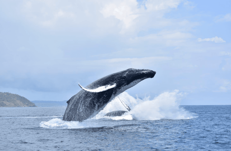 Samaná Whale Watching Guide: Plan Your 2027 Trip