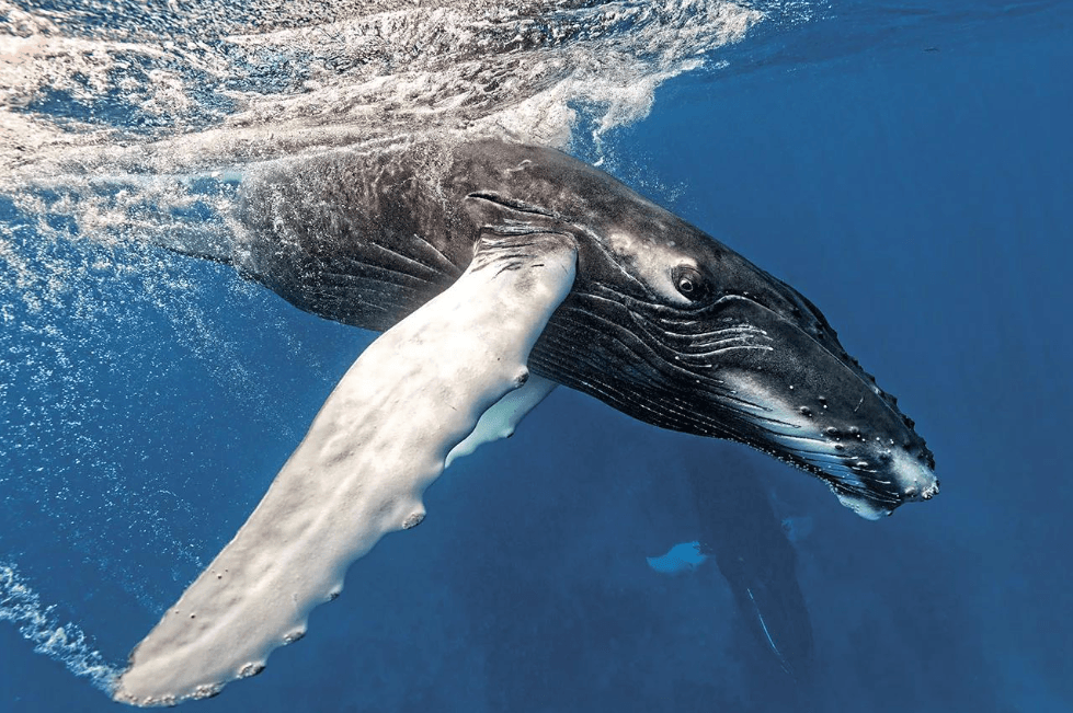 How to Keep a Whale-Watching Journal in Samaná - Visita Haitises Guide