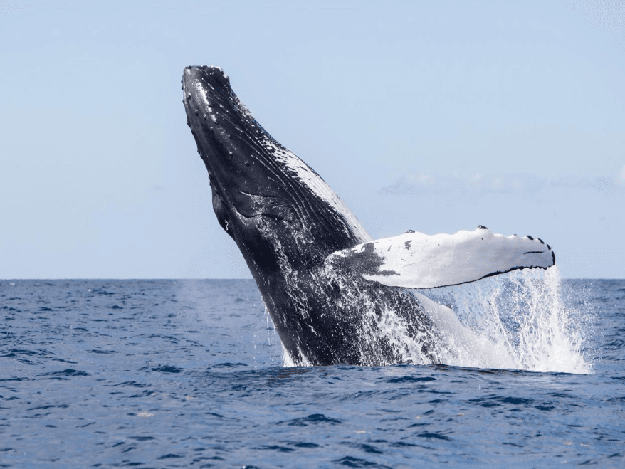 Samaná Bay Whale-Watching Map: Průvodce pro návštěvníky - Visita Haitises Guide