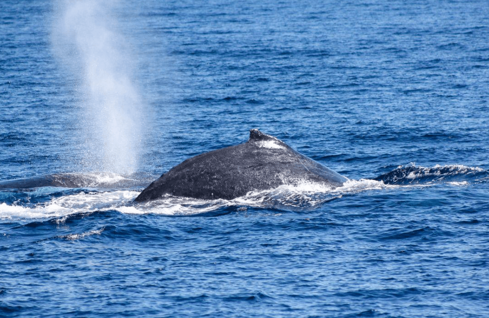 Briefings zur Walbeobachtung in Samaná: Was Besucher wissen sollten