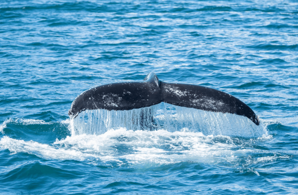 Eco-Friendly Tours in Samaná: How to Choose a Responsible Operator