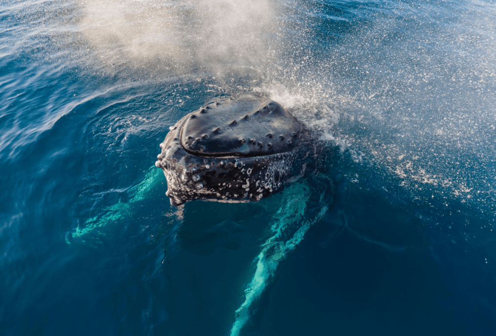 Humpback Whale Tail Flukes: Markings, Form & Facts