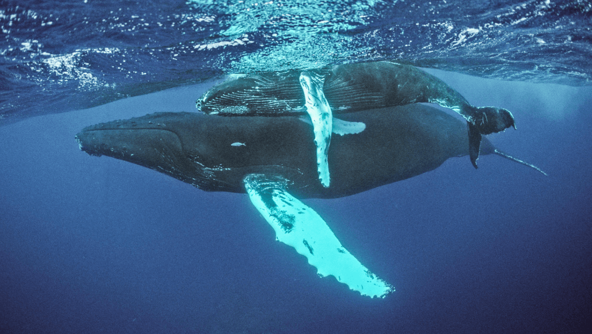 How Fast Do Humpback Whale Calves Swim in Samaná Bay?