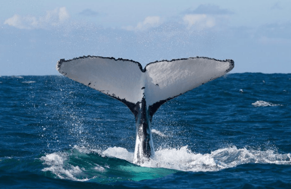 Where Are Humpback Whales Seen Most in Samaná Bay?