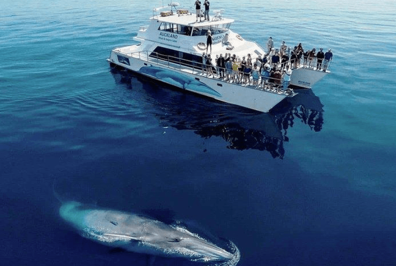 Do Humpback Whales Reunite With Social Partners in Samaná Bay?