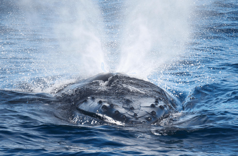February Humpback Whale Encounters in Samaná Bay - Visita Haitises Guide