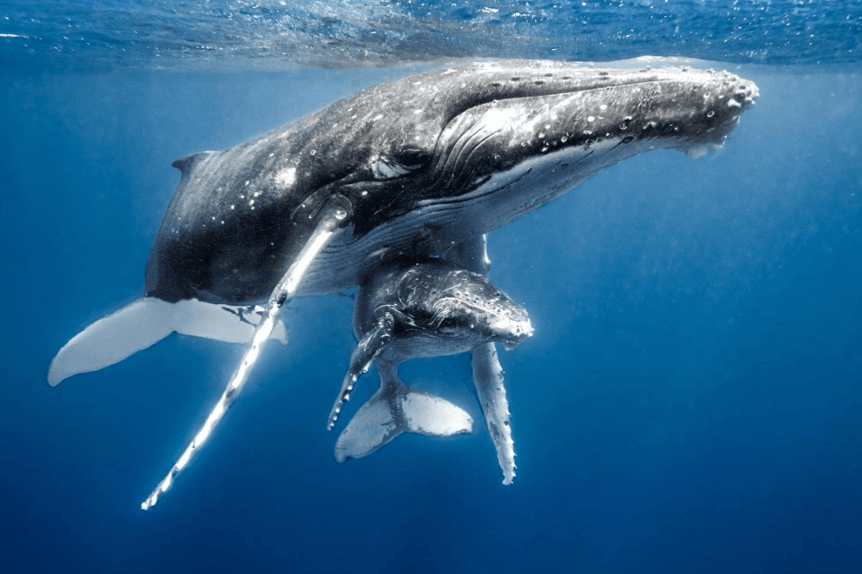 Do Humpback Whales Return to the Same Breeding Areas?