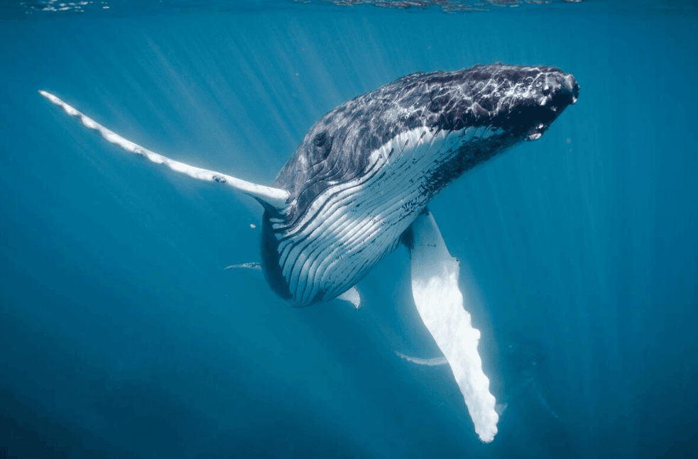 Le megattere preferiscono certe profondità d'acqua nella baia di Samaná?