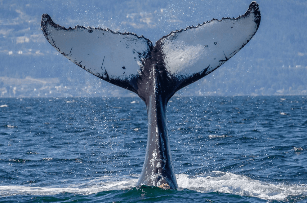 Ocean Temperature and Humpback Whales: What Changes? - Visita Haitises Guide
