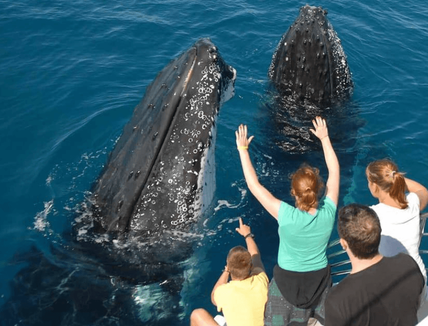 Whale Watching in Samaná with Kids: Family Guide 2027 - Visita Haitises Guide