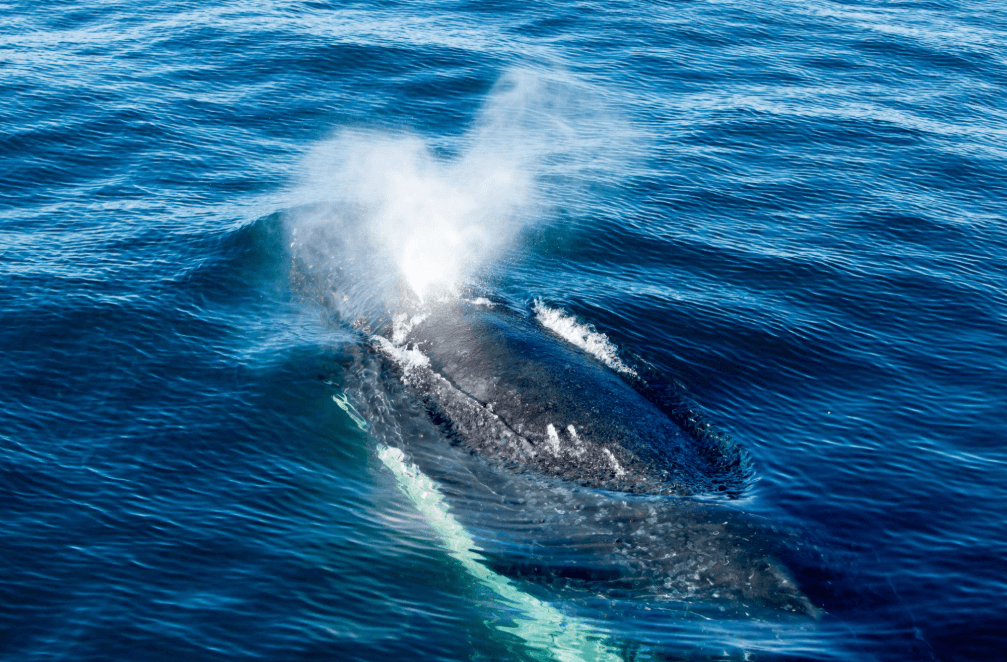 Why Do Humpback Whales Have Two Blowholes?