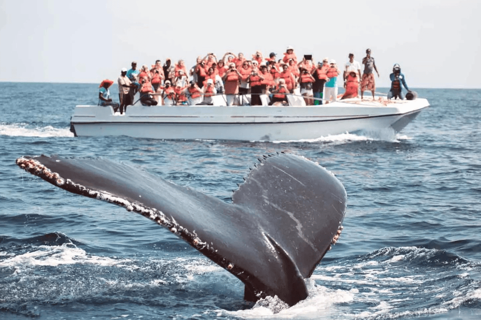 How Guides Estimate Whale Distance in Samaná Bay - Visita Haitises Guide