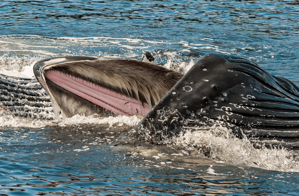 How Do Humpback Whales Sleep? Resting Behavior Explained