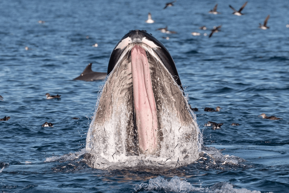 How Long Do Humpback Whales Live? Lifespan Guide - Visita Haitises Guide