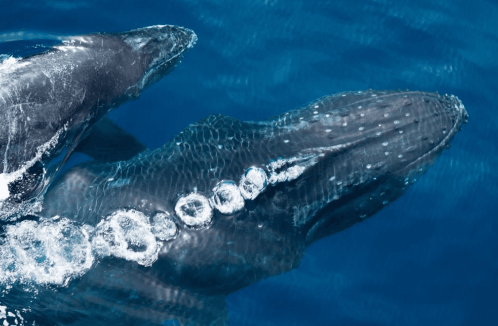 How Do Humpback Whales Breathe? Blowholes Explained - Visita Haitises Guide