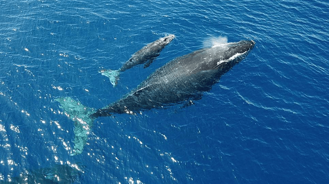 How Do Humpback Whales Communicate? Sounds and Signals - Visita Haitises Guide