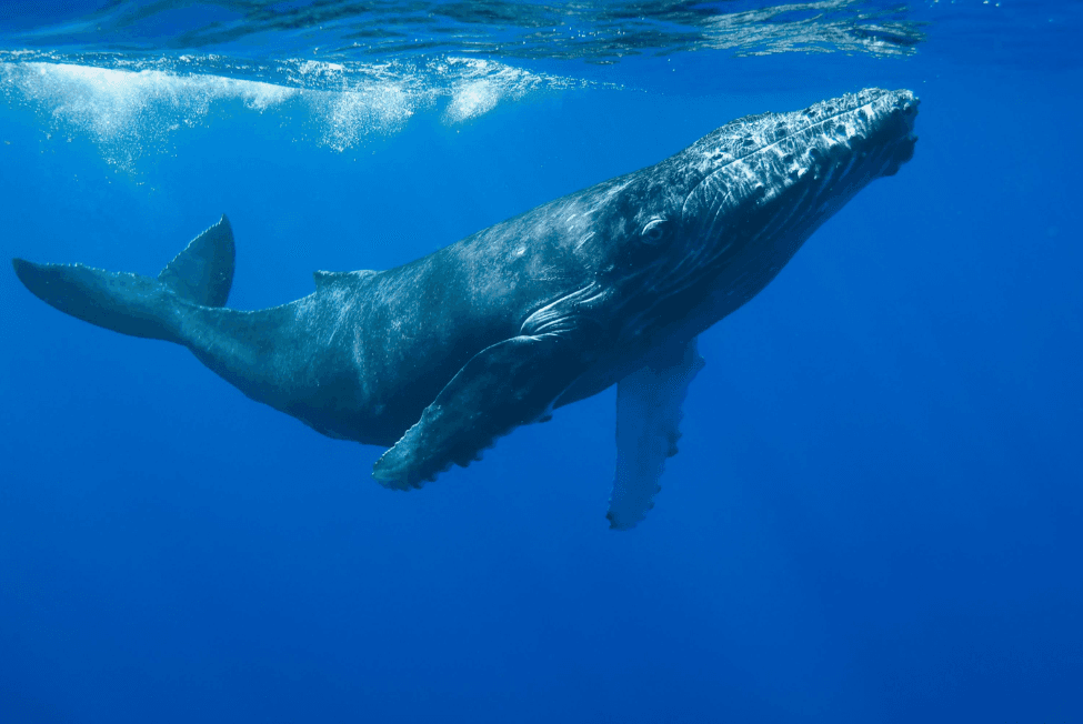 How Fast Can Humpback Whales Swim? Speed Guide - Visita Haitises Guide