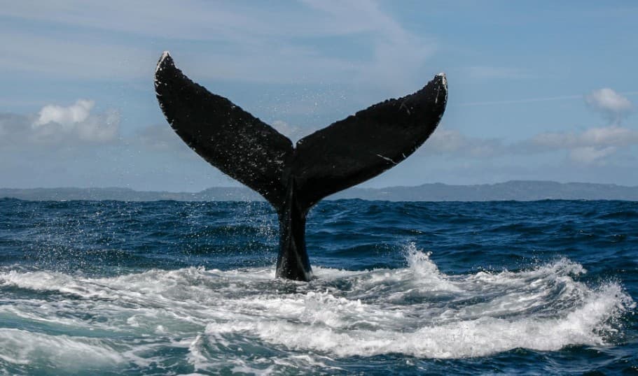 Samaná Whale Watching 2027: Tours & Visitor Guide