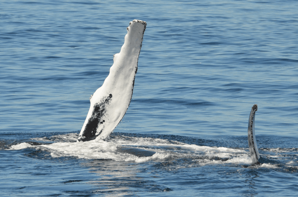 How to Photograph Humpback Whales in Samaná Bay