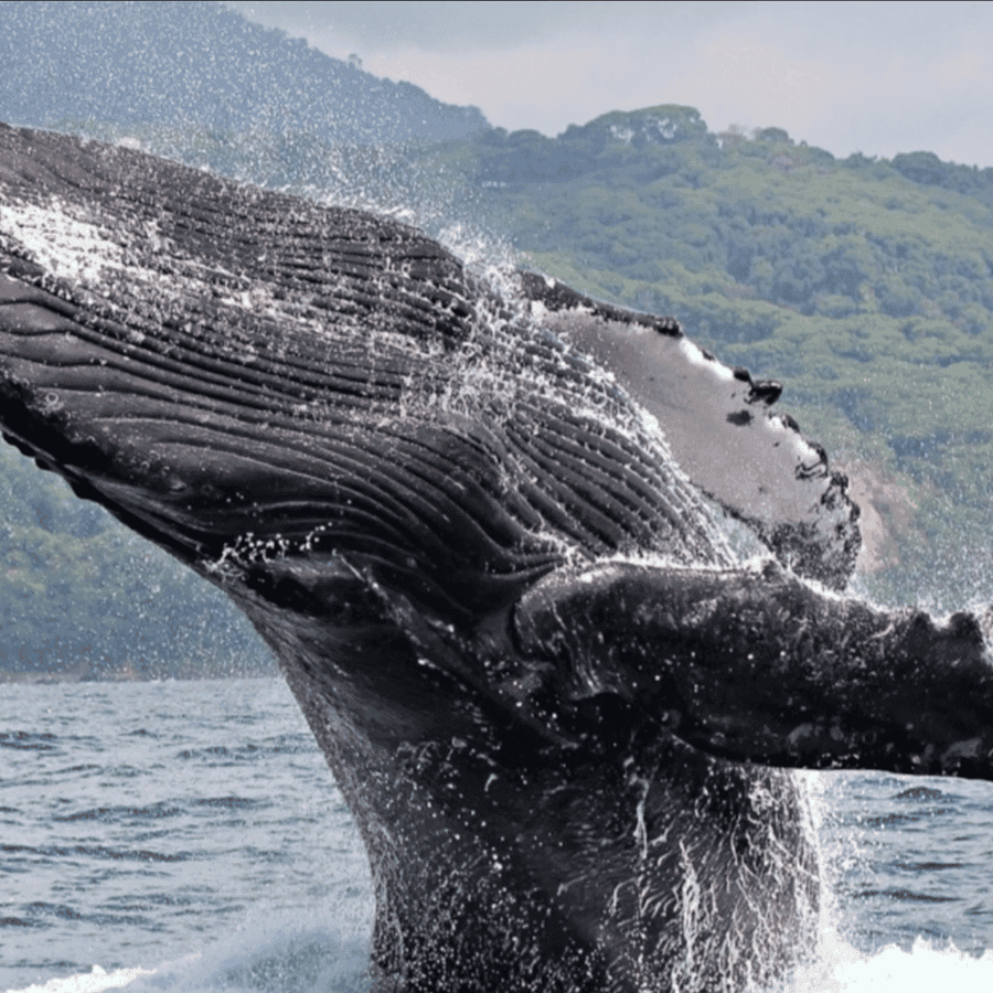 Private Whale Watching Catamaran Samaná | Cayo Levantado Island Tour — Guided tour and outdoor activity