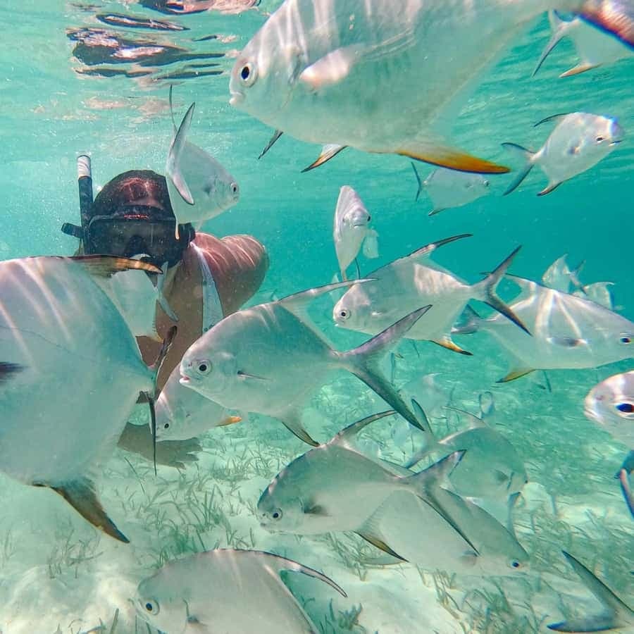 Punta Cana Coral Reef Restoration & Snorkelling Experience — Guided tour and outdoor activity